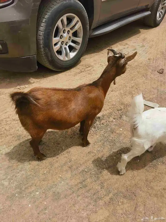 ماعز قزمي معها رخل اول ولدة صحة فل الحمدلله 6