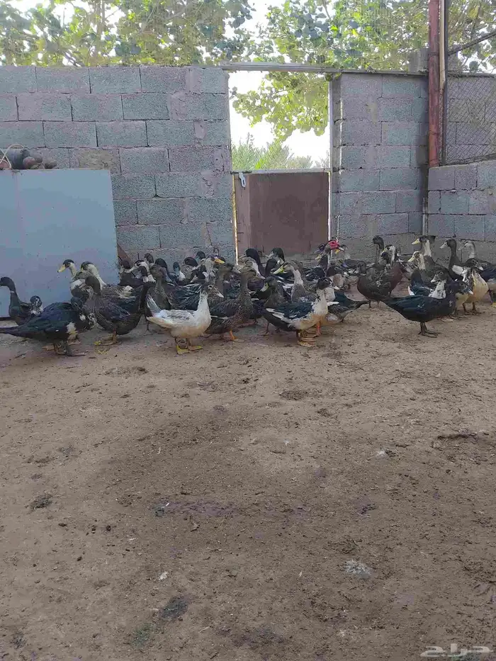 بط شرشيري للذبح 1