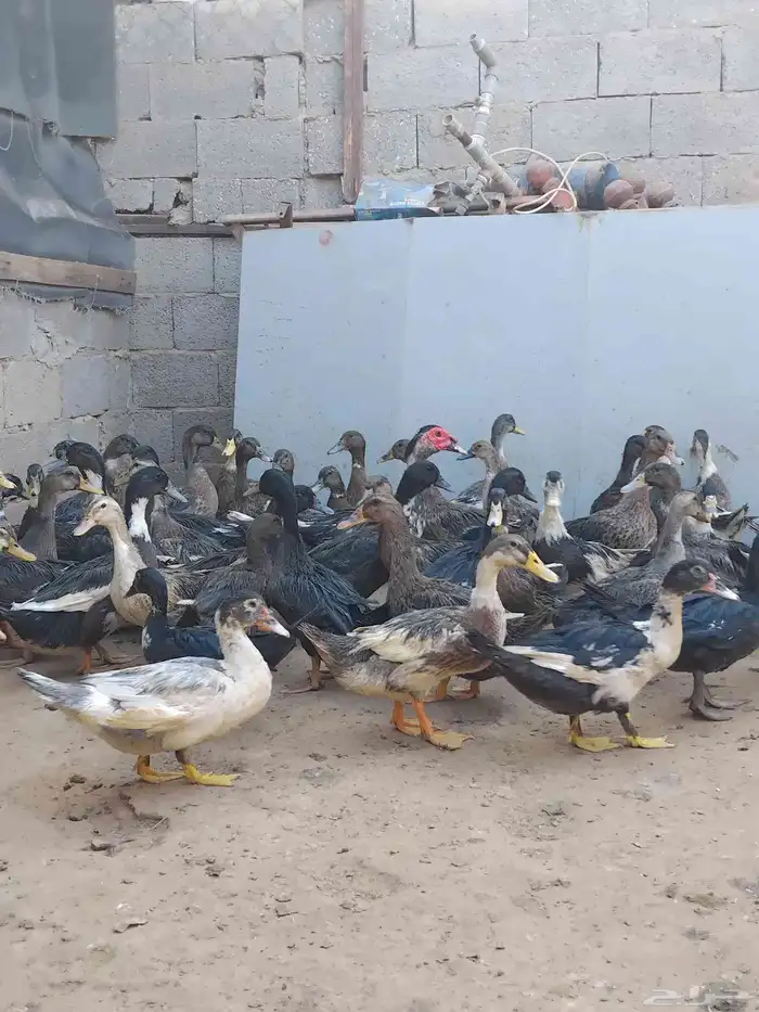 بط شرشيري للذبح 2