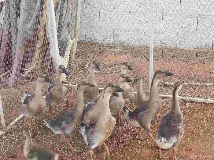 وز عراقي بيور كوابر منتج 5