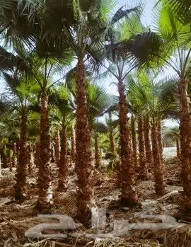 نخيل واشنطني لزينة واجهات وحدائق المنازل 1