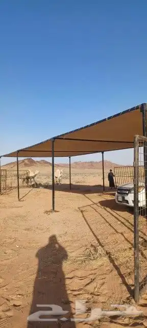 مضلات أبل جميع امقست 0