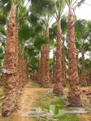 نخيل واشنطني لزينة واجهات وحدائق المنازل 4