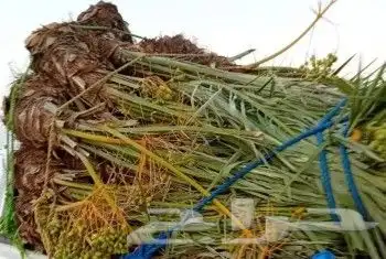توريداجودانواع النخيل المثمروالزينةالواشنطني 10