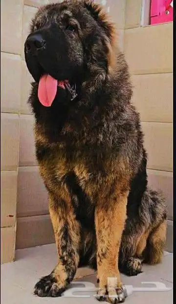 قوقازي بيور 4