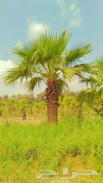 تنسيق حدائق الدمام 3