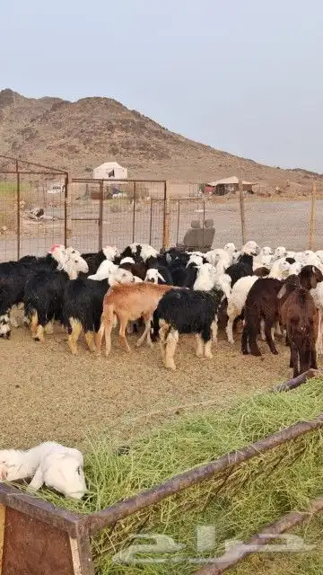تم البيع تم البيع تم البيع 1