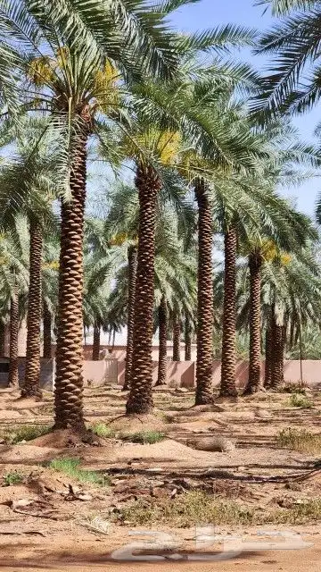 توريداجودانواع النخيل المثمروالزينةالواشنطني 9