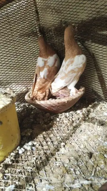 حمام عراقي 0