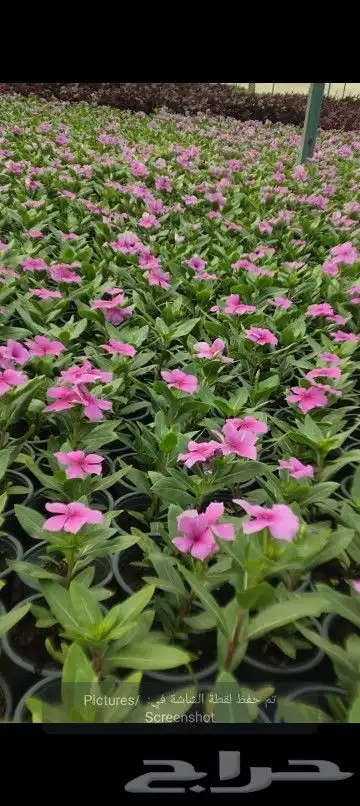 مشتل زراعي بأسعار مناسبة 8