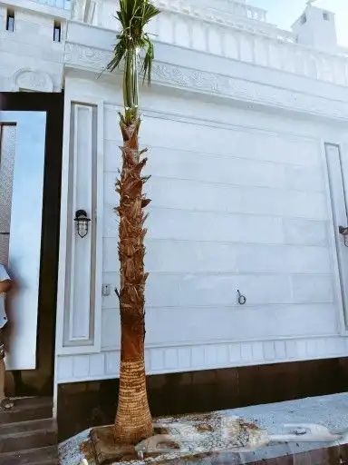 نخيل واشنطني لزينة واجهات وحدائق المنازل 6