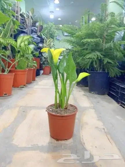 مشتل زراعي بأسعار مناسبة 1