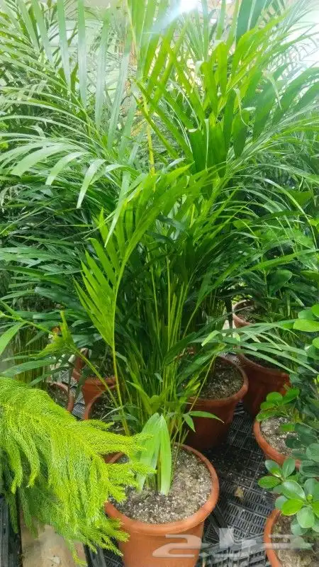 مشتل زراعي بأسعار مناسبة 2