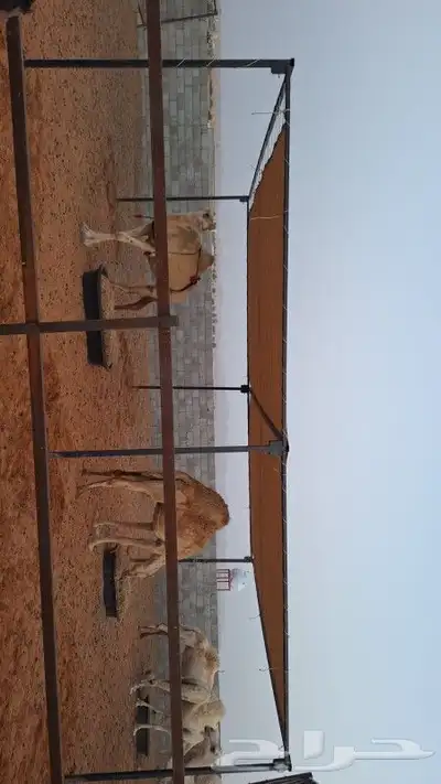 مضلات أبل جميع امقست 1