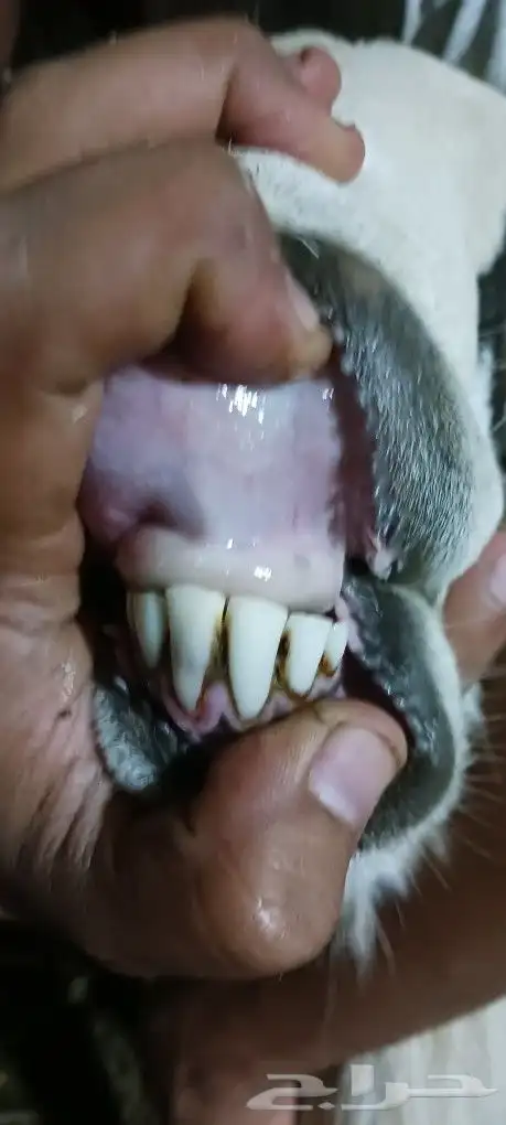 فحل بلدى على الشرط سنه موضح بالصوره 6
