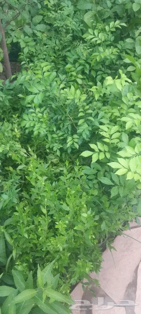مشتل تنسيق حدائق 9