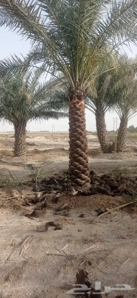 نخل للبيع مثمر تكريب هلال 6