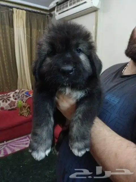 قوقازي بيور 0