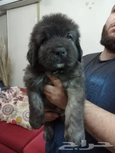 قوقازي بيور 1