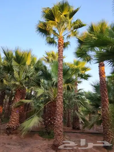 توريداجودانواع النخيل المثمروالزينةالواشنطني 11