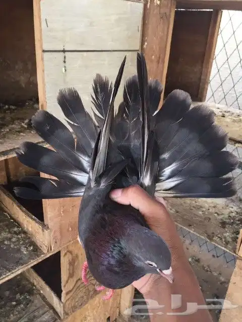السلام عليكم اعرض لكم قطايف اخوان حرميه طايره عندي 3