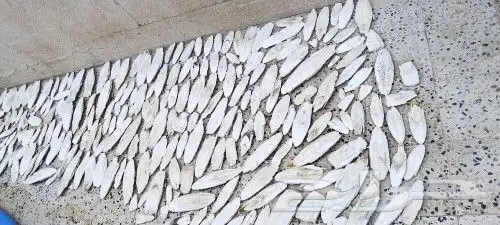 عظم حبار للبيع 2