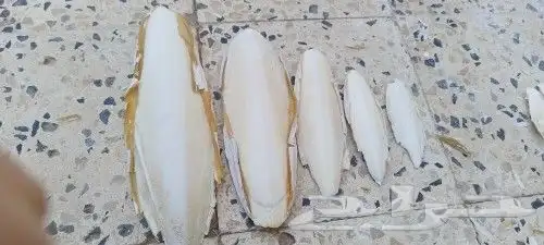 عظم حبار للبيع 1