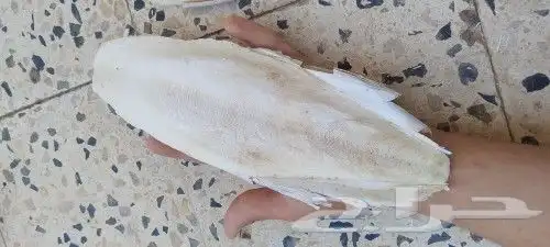 عظم حبار للبيع 3