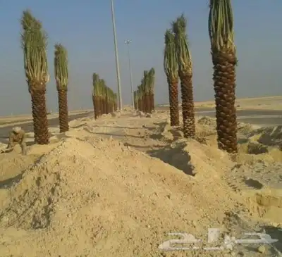 توريداجودانواع النخيل المثمروالزينةالواشنطني 6