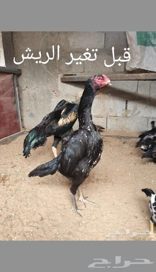 جوز شامو الماني Top 2