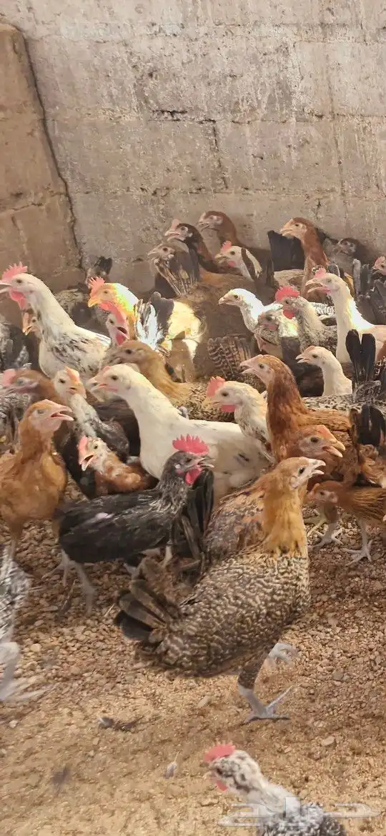 دجاج بشاير   ديوك 1