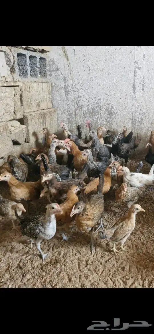 دجاج بشاير   ديوك 2