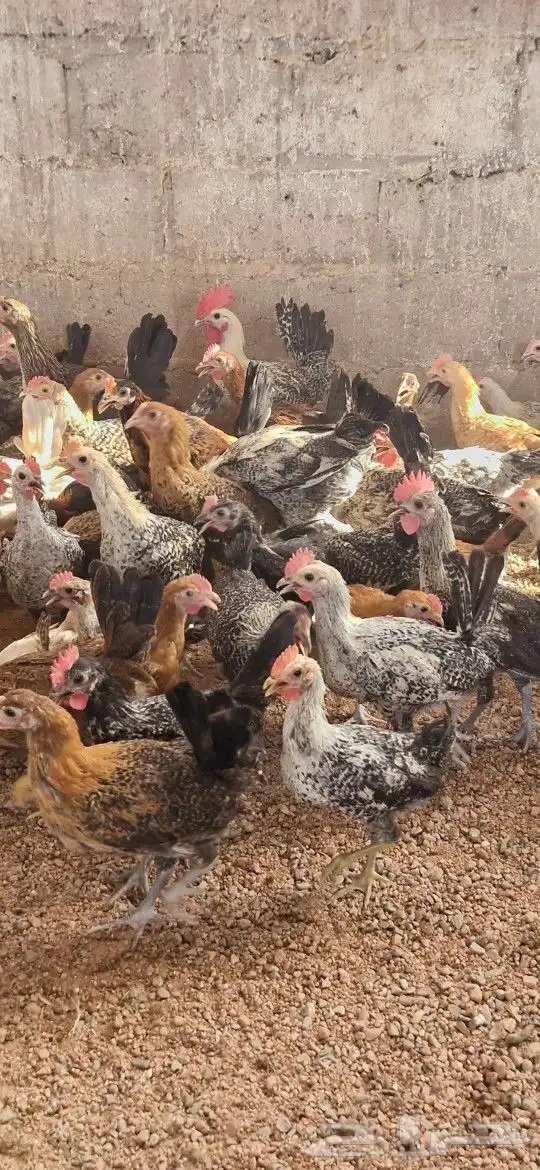 دجاج بشاير   ديوك 0