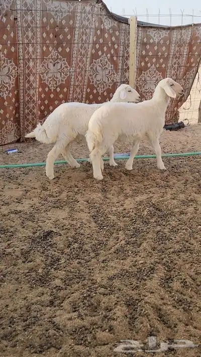خرفان مغلق 2