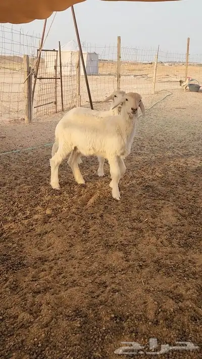 خرفان مغلق 1