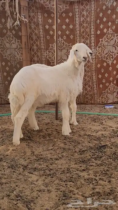 خرفان مغلق 0