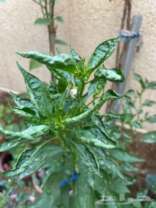 مشتل تنسيق حدائق 1