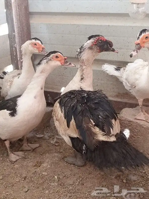 بط منتج 0