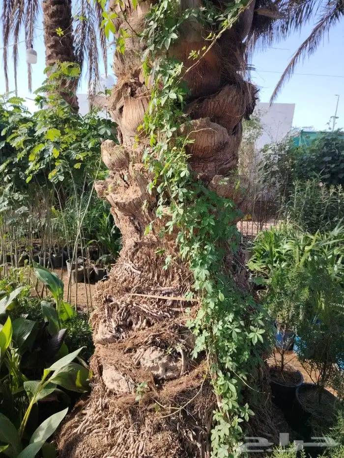 فخاريات 7