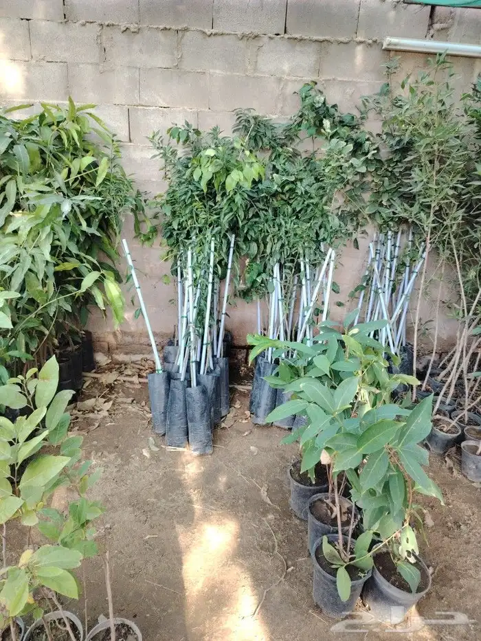 فخاريات 5
