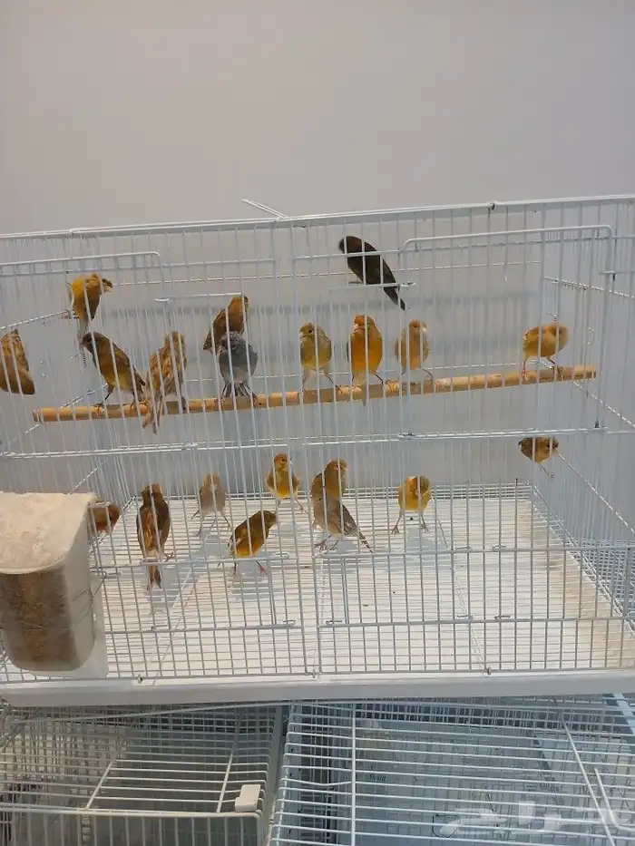 كناري ( تم البيع ) 0