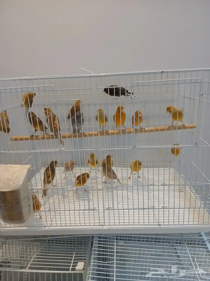 كناري ( تم البيع ) 1