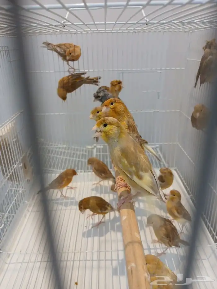 كناري ( تم البيع ) 2