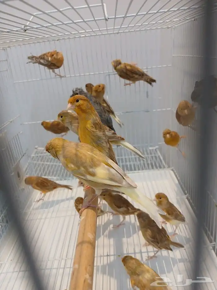 كناري ( تم البيع ) 3