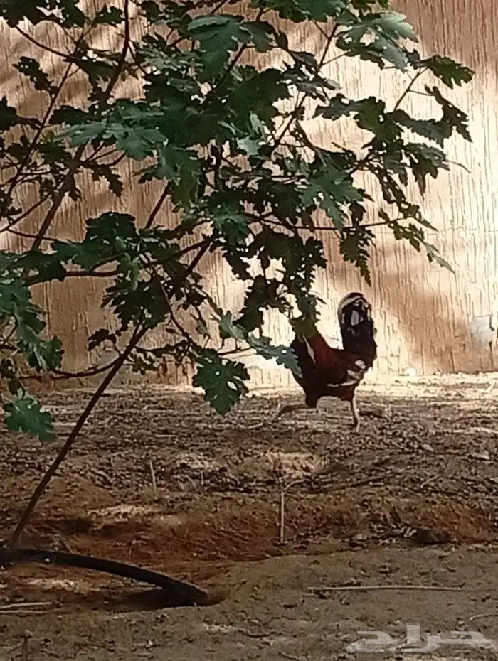 ديك للبيع 2