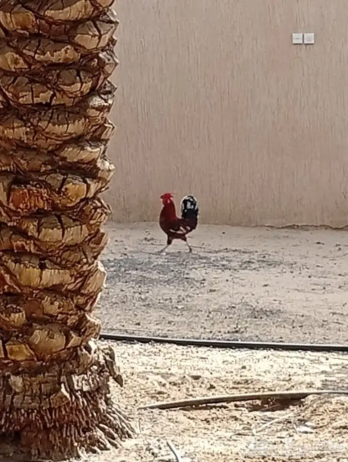 ديك للبيع 1
