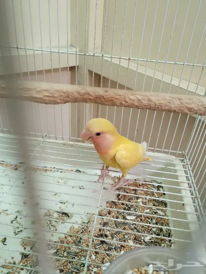 روز البينو عيون حمراء 1