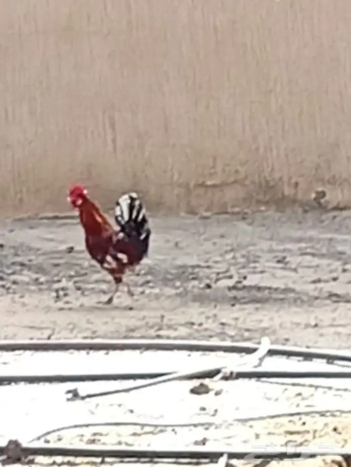 ديك للبيع 0