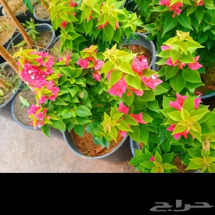 مشتل زراعي بأسعار مناسبة 7