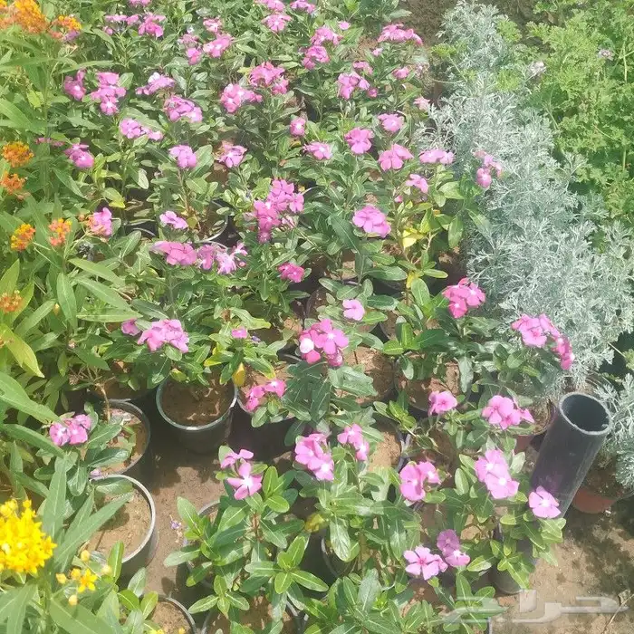 مشتل زراعي بأسعار مناسبة 6